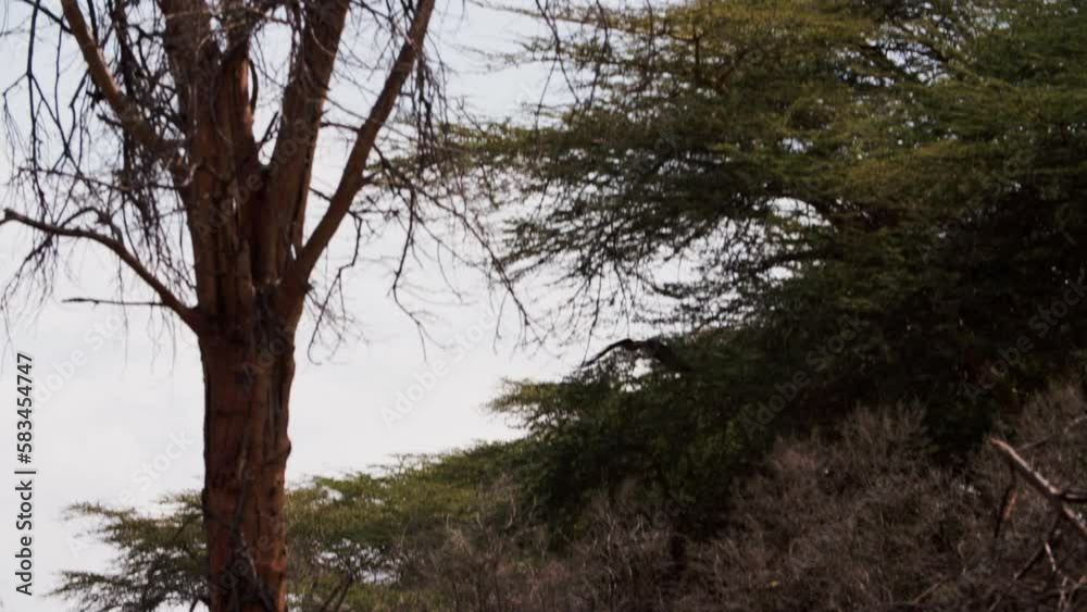 Slow motion capture reveals stunning beauty of birds in flight in Kenya. One of most remarkable things about birds is their ability to fly. Slow motion capture reveals stunning beauty of birds in flight in Kenya. One of most remarkable things about birds is their ability to fly.