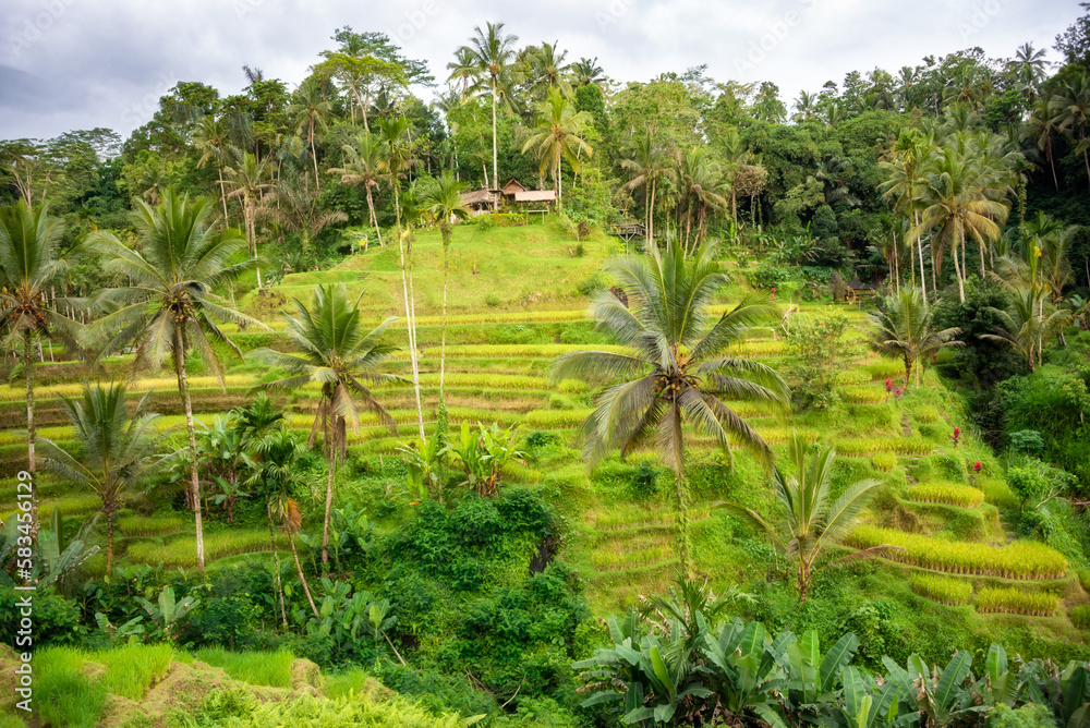 Lush rice fields plantation on Bali island, Indonesia Lush rice fields plantation on Bali island, Indonesia