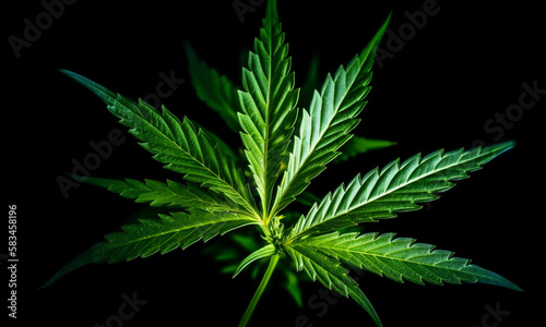 Green cannabis plant leaf background or wallpaper with empty space for copy text.