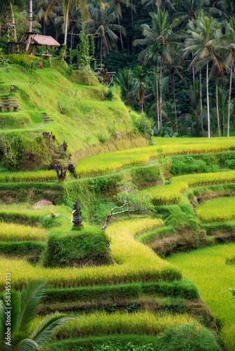 Lush rice fields plantation on Bali island, Indonesia