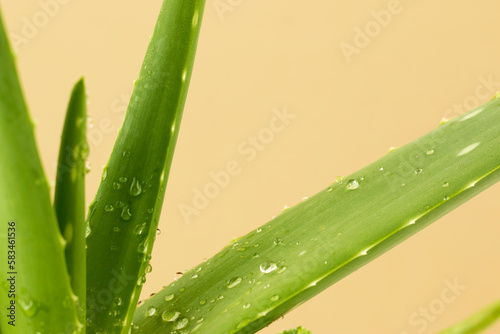 Green leaf aloe vera with water drops.Light green background.