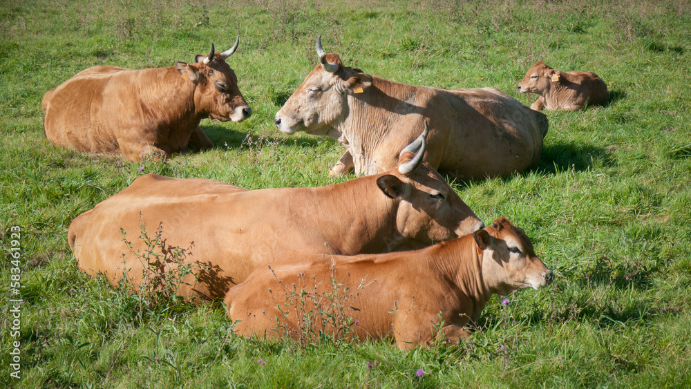 Vacas y terneras marrones tumbados en pradera de hierba