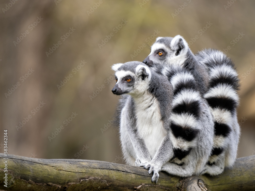 Fototapeta premium Two female Ring-tailed Lemurs, Lemur catta, sit on a trunk and look around.