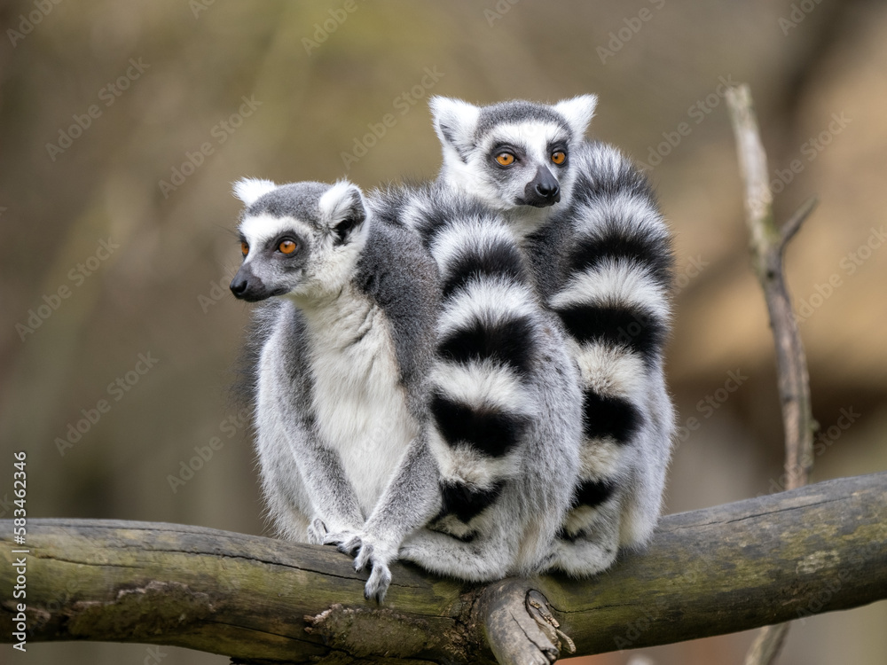 Fototapeta premium Two female Ring-tailed Lemurs, Lemur catta, sit on a trunk and look around.