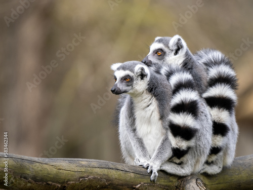 Two female Ring-tailed Lemurs, Lemur catta, sit on a trunk and look around.