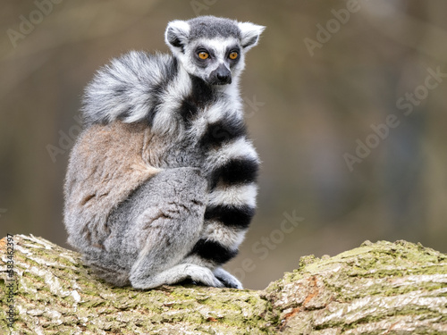 Ffemale Ring-tailed Lemurs, Lemur catta, sit on a trunk and look aroun photo
