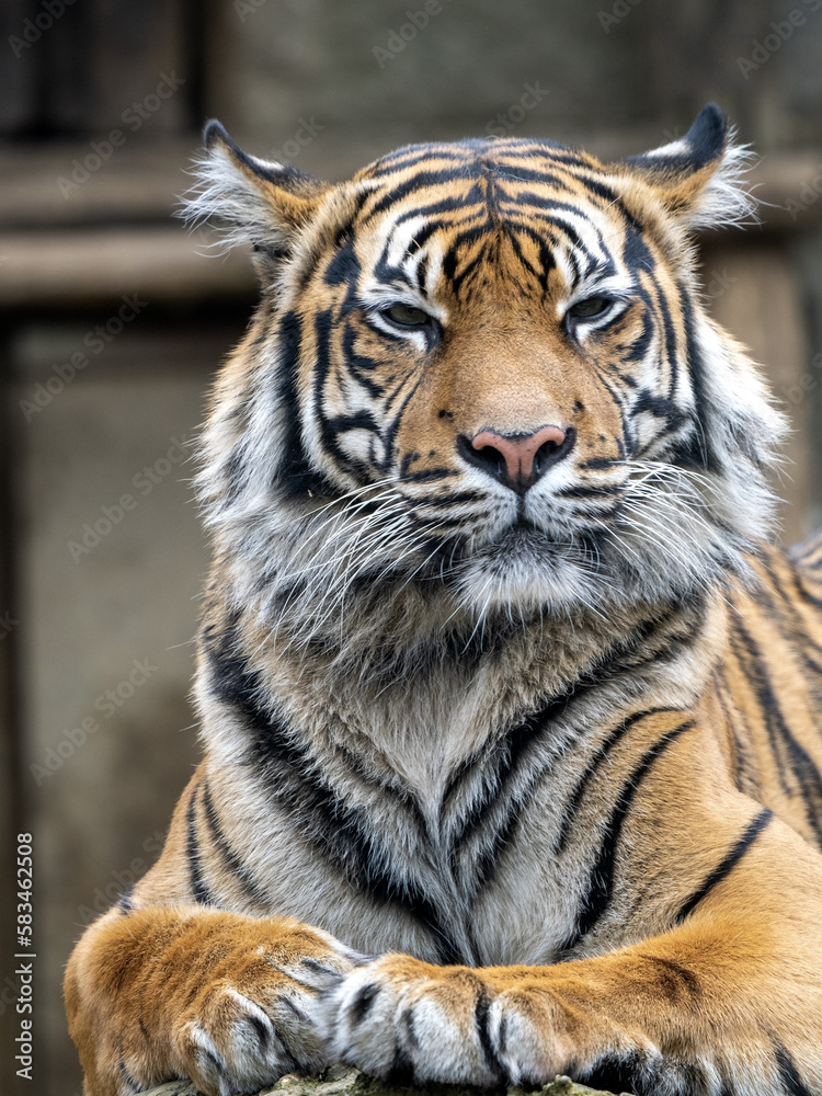 Portrait of a female Sumatran Tiger, Panthera tigris sumatrae.