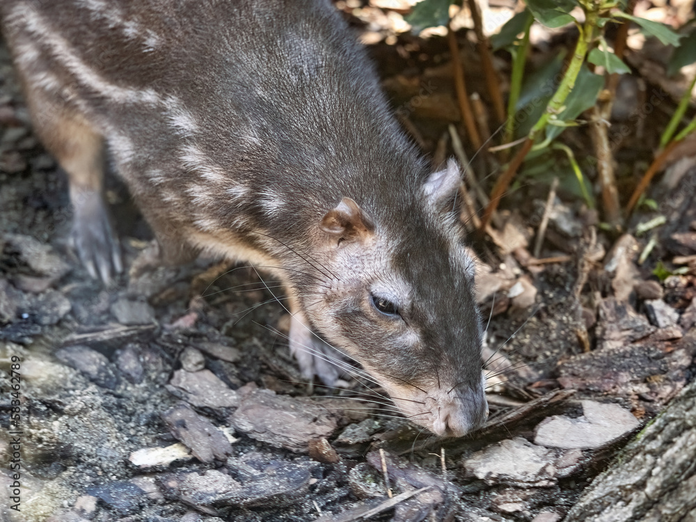 Lowland paca, Cuniculus paca, foraging in dense undergrowth.