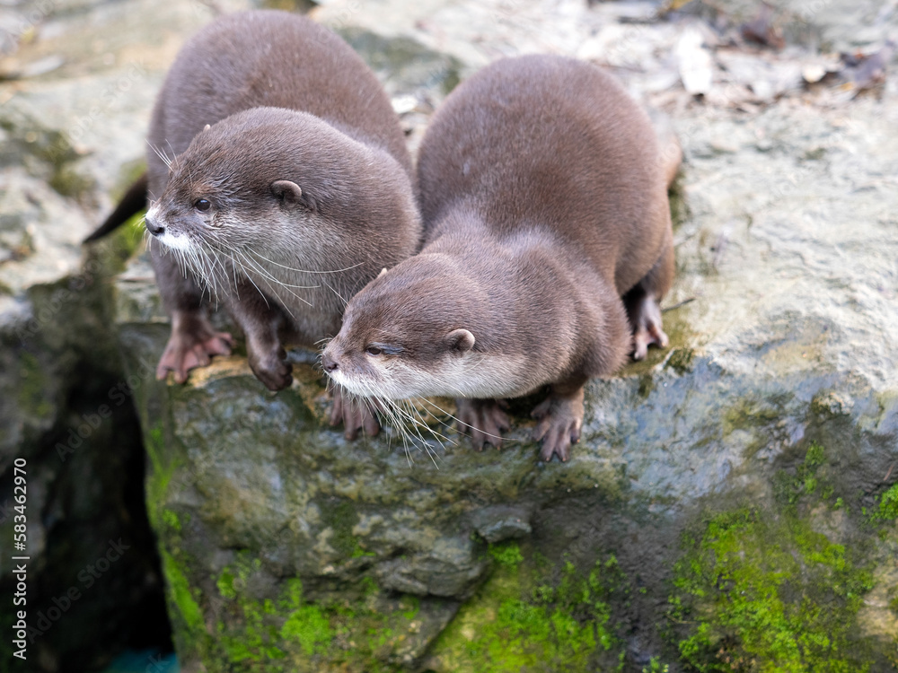 A pair of Oriental small-clawed otters, Amblonyx cinerea, sit on the shore and observe the surroundings. A pair of Oriental small-clawed otters, Amblonyx cinerea, sit on the shore and observe the surroundings.