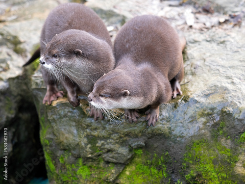A pair of Oriental small-clawed otters, Amblonyx cinerea, sit on the shore and observe the surroundings.