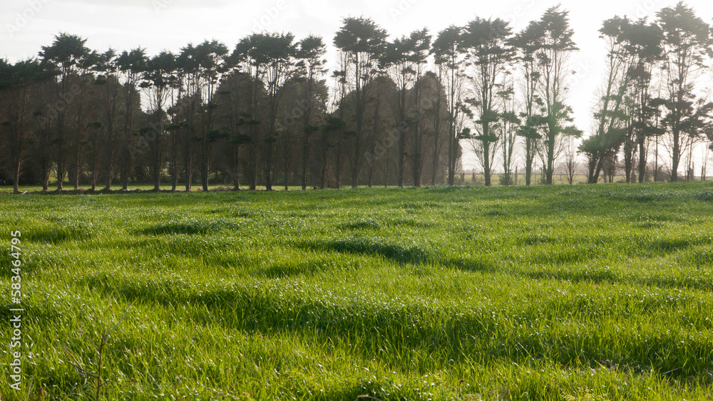 custom made wallpaper toronto digitalArboles altos en horizonte en zona de praderas de hierba