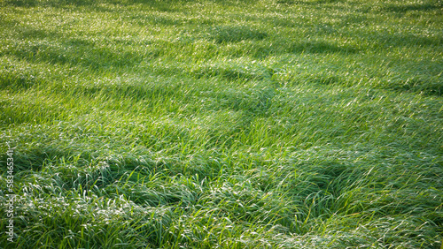 Pradera de hierba verde en día soleado