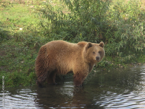 Brown bear in an animal park in Germany © Inge