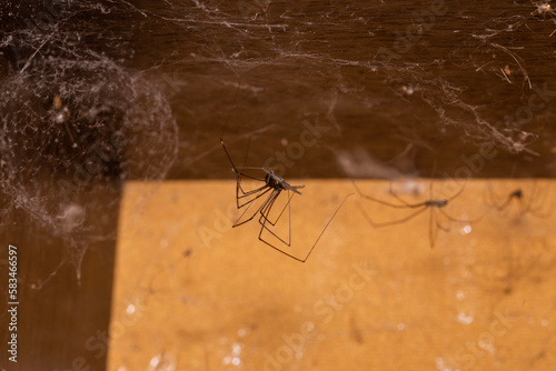 close up detailed shot of daddy long legs spiders hanging from their webs in a cabinet outdoors photo