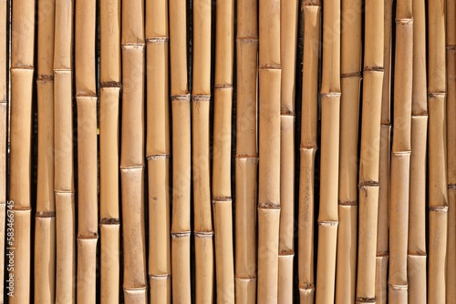Fototapeta Naklejka Na Ścianę i Meble -  Bambus Texture