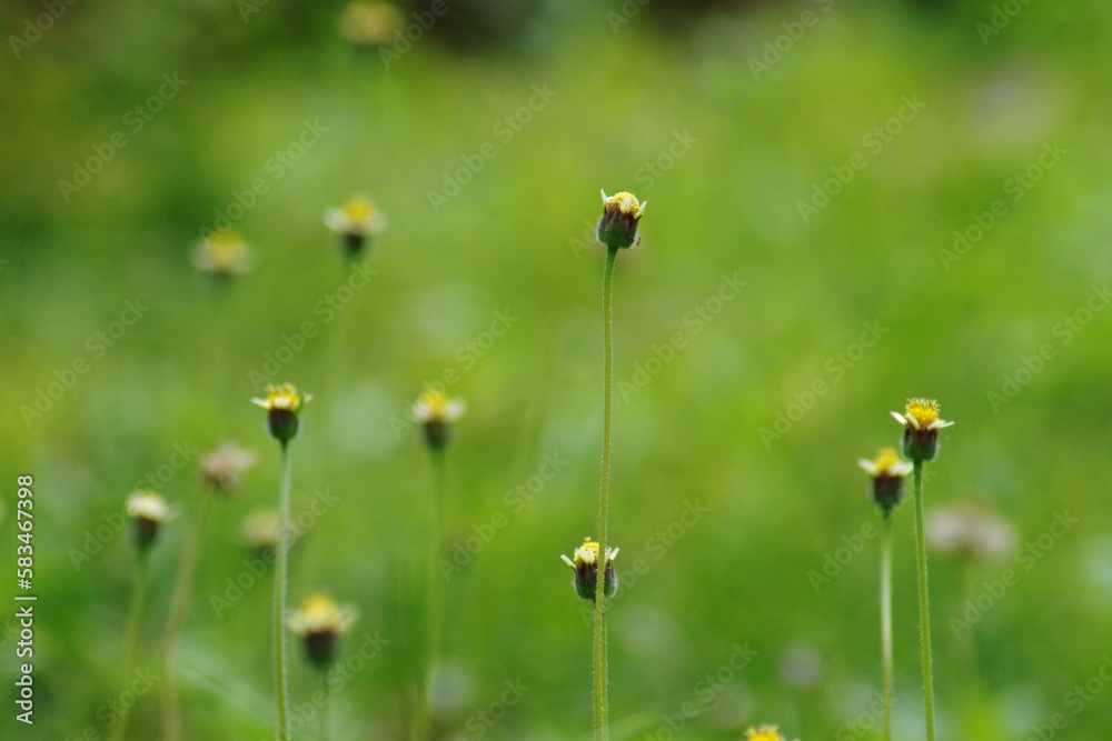 small flower grass background