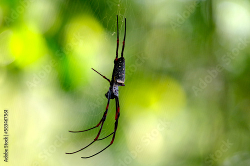 black giant spider © yeen