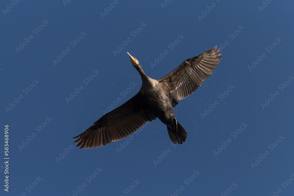 Obraz premium great cormorant flying in a blue sky
