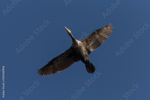 great cormorant flying in a blue sky