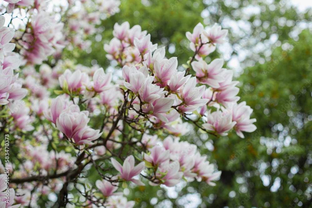 Big pink magnolia flowers spring background. Blooming white flowers of magnolias trees closeup backdrop wallpaper.