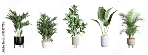 Plants in 3d rendering isolated. Beautiful plant in 3d rendering isolated  photo
