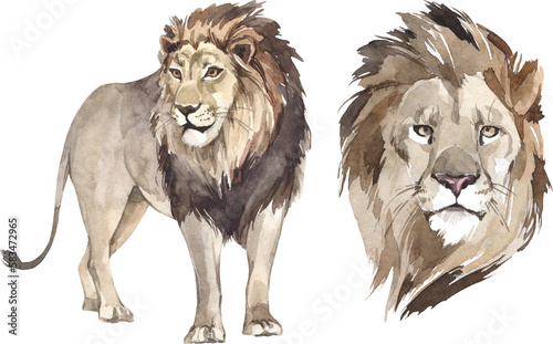 Watercolor king lion illustration set. African wild mammal clipart.