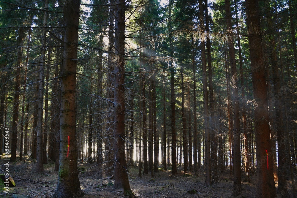 Licht trifft  Wald im Erzgebirge