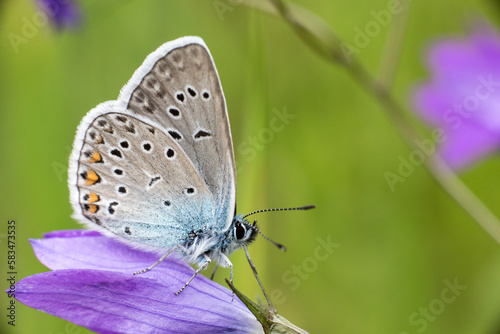 butterfly on a flower