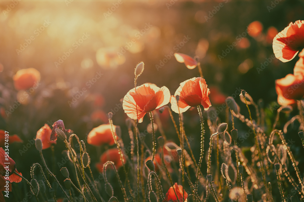 Fototapeta premium Beautiful field of red poppies in the sunset light.