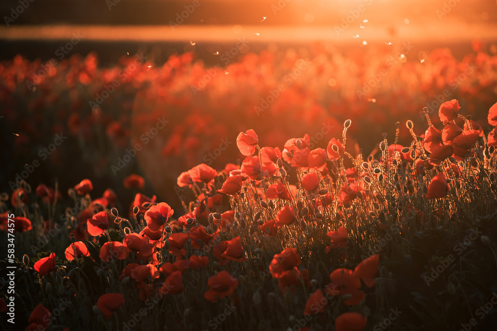 custom made wallpaper toronto digitalBeautiful field of red poppies in the sunset light.