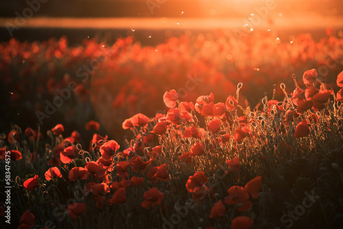 Wallpaper Mural Beautiful field of red poppies in the sunset light. Torontodigital.ca