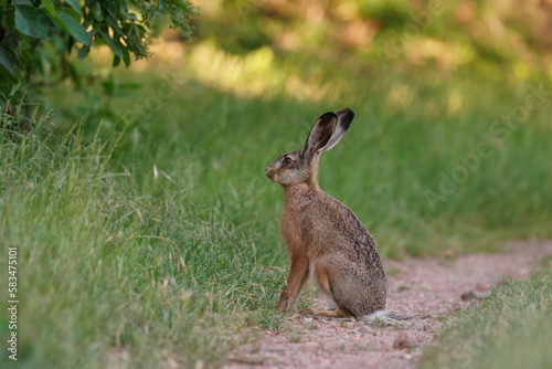 A european hare in the nature habitat. Lepus europaeus. the bunny is sitting in the grass © Monikasurzin