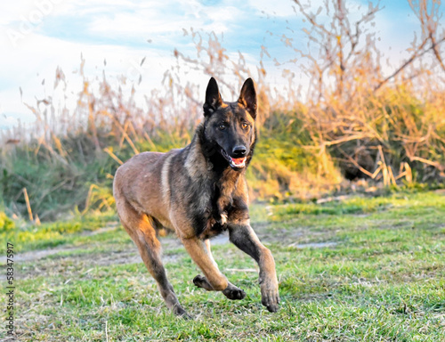 puppy malinois in nature