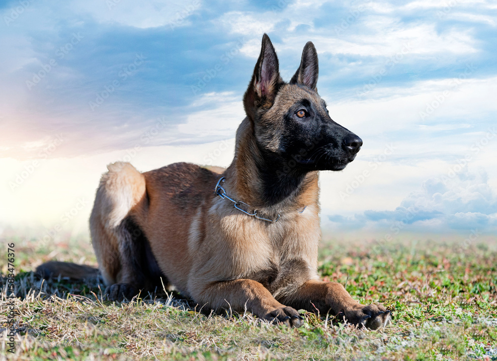 training of belgian shepherd training of belgian shepherd