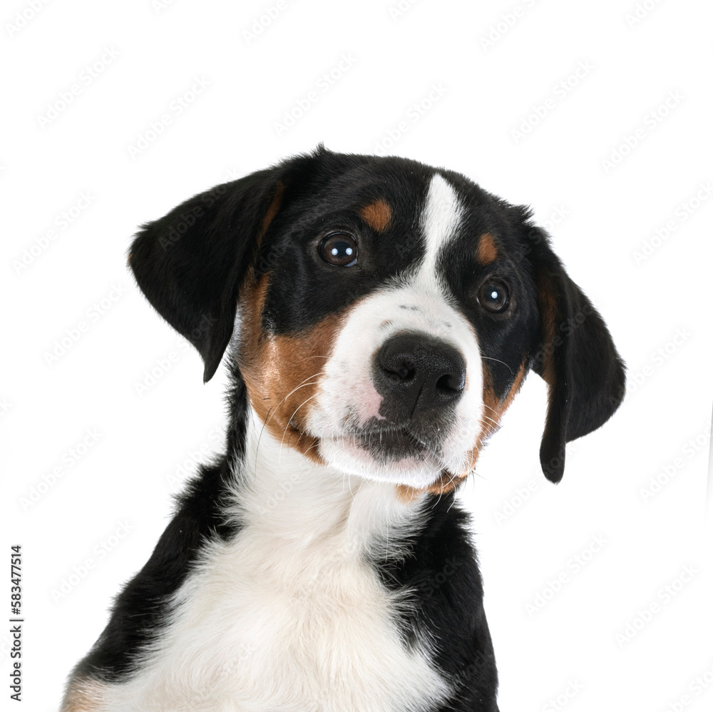 puppy Appenzeller Sennenhund puppy Appenzeller Sennenhund