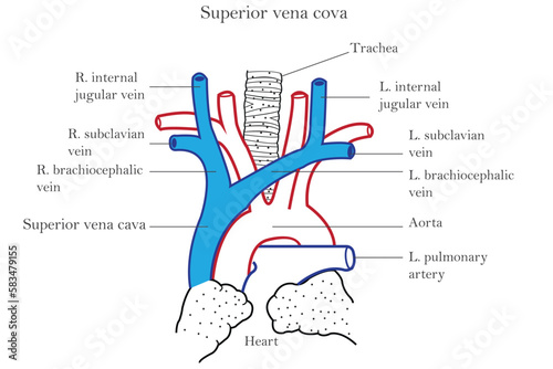 Superior vena cava and the veins which form it, seperior vena cava,it passes downwards along right border of sternum and ends in right atrium of heart, medical illustration photo