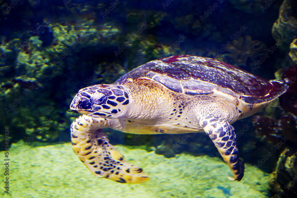 Fototapeta premium Green sea turtle with yellow spots on the background of the seabed. Marine life, exotic fish, subtropics.