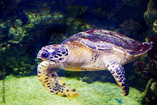 Green sea turtle with yellow spots on the background of the seabed. Marine life, exotic fish, subtropics.