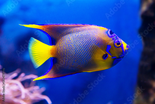 Angel fish-royal isabelita (Latin Paracanthurus hepatus) of bright blue yellow color against the background of the seabed. Marine life, exotic fish, subtropics.