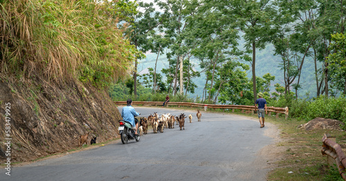 Fototapet A herd of goats is moving on the road to the pasture in Hang Kia Commune, Mai Ch