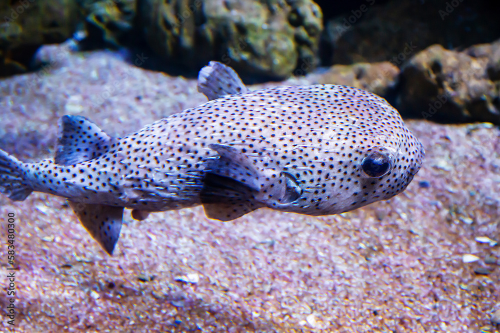 Fish Long-necked fish-hedgehog (Lat. Diodon holocanthus) with black spots and sharp needles on the background of the seabed. Marine life, exotic fish, subtropics. Fish Long-necked fish-hedgehog (Lat. Diodon holocanthus) with black spots and sharp needles on the background of the seabed. Marine life, exotic fish, subtropics.