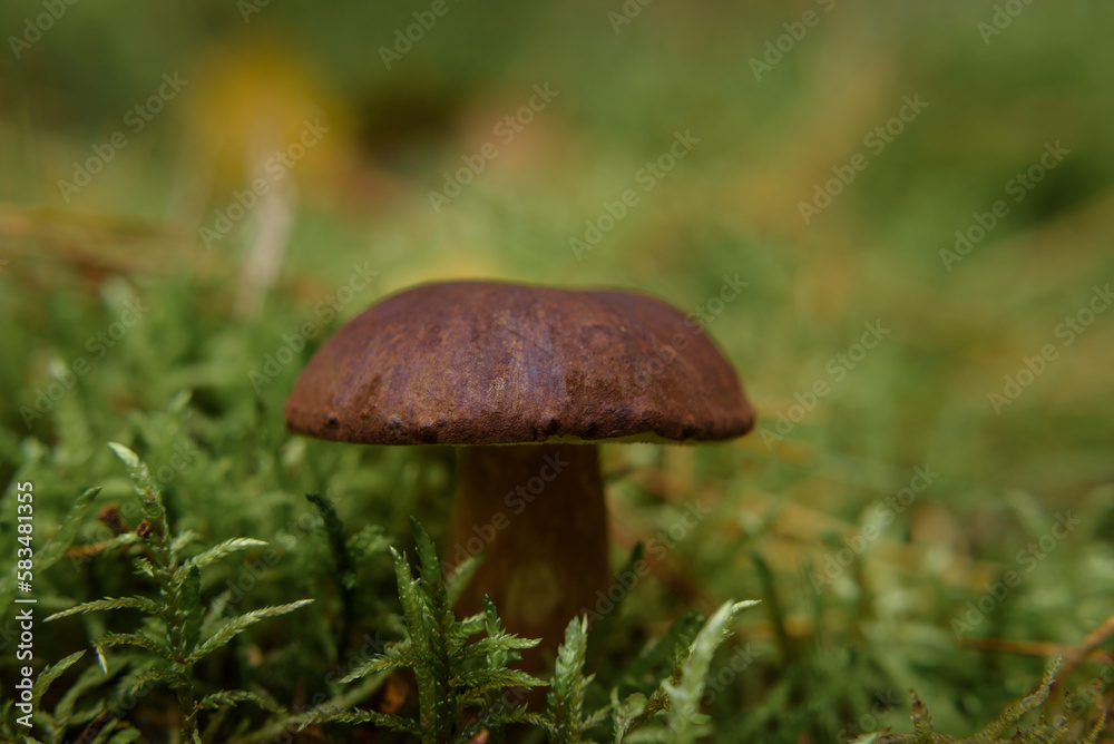 EDIBLE MUSHROOM - Beautiful fruit in a forest glade EDIBLE MUSHROOM - Beautiful fruit in a forest glade