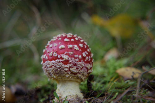 TOADSTOOL - Colorful mushroom in the autumn forest