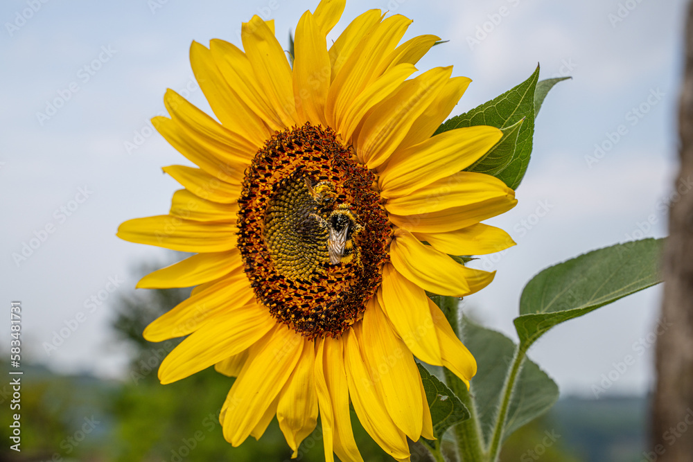 L'ape ha trovato il suo girasole perfetto L'ape ha trovato il suo girasole perfetto