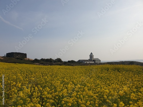 Jeju canola flowers