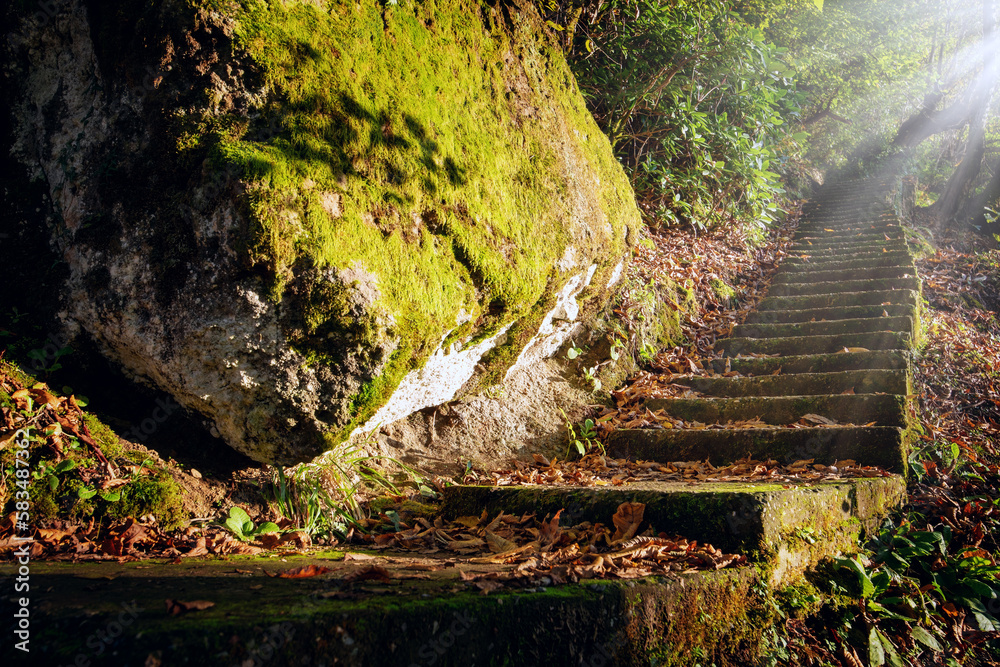 Abandoned staircase in the autumn forest leading through stones and trees
