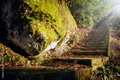 Obraz na płótnie Abandoned staircase in the autumn forest leading through stones and trees w salonie