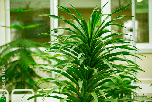 Tropical houseplant with large green leaves.