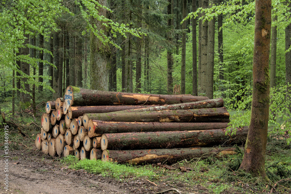 Gestapelte Baumstämme im grünen Frühlings-Wald (Bauholz, Holzwirtschaft, Forstwirtschaft) Gestapelte Baumstämme im grünen Frühlings-Wald (Bauholz, Holzwirtschaft, Forstwirtschaft)