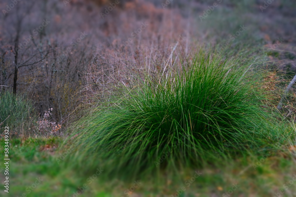 Green grass in the autumn forest. Shallow depth of field.